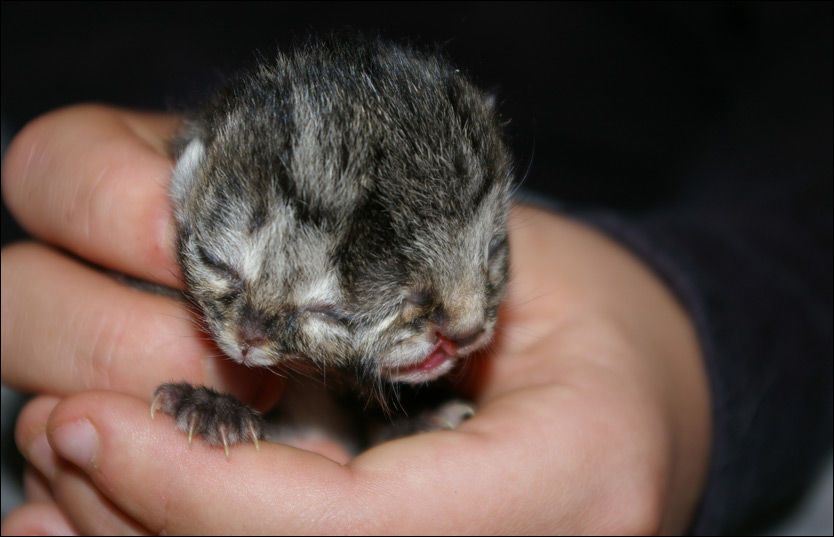 nyfødte kattunger