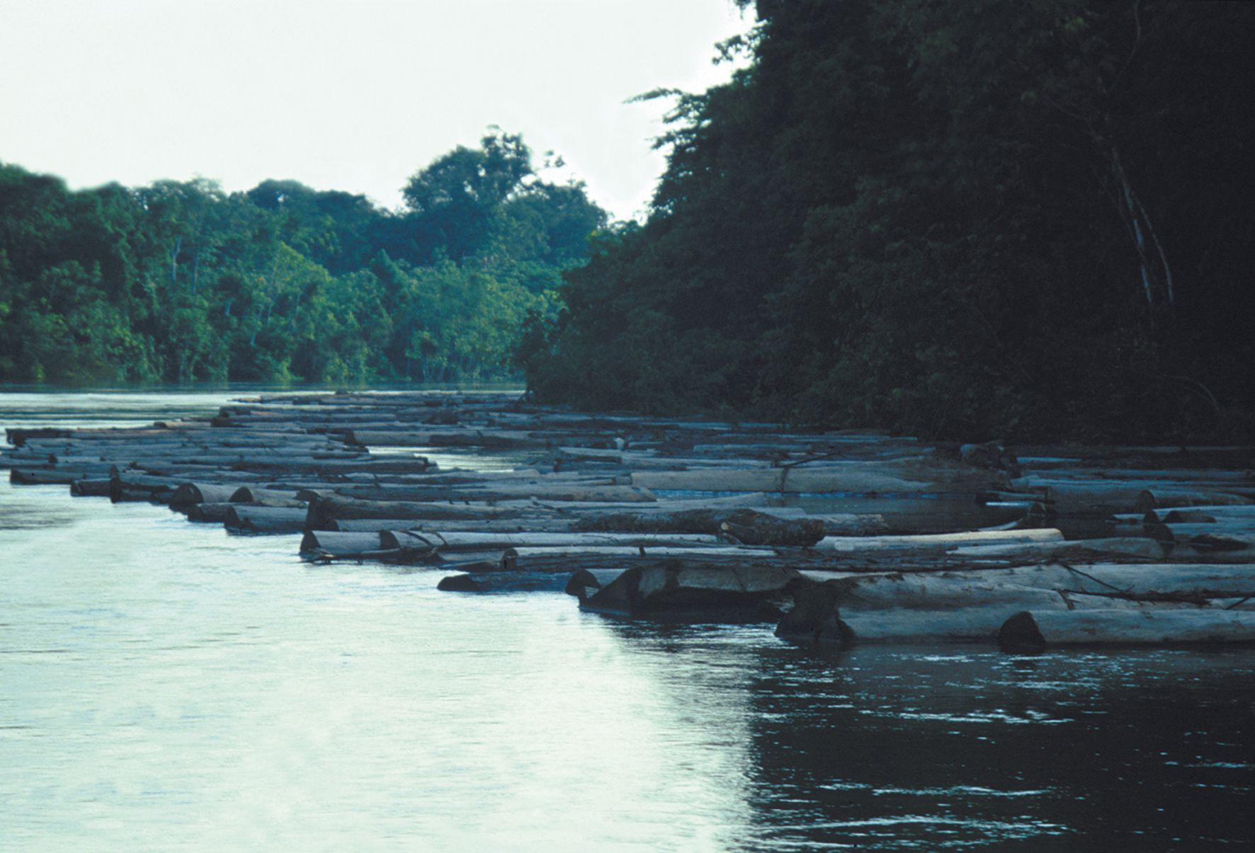 ULOVLIG TOMMERHOGST: 8000 trær fra regnskogen fløt i elven.