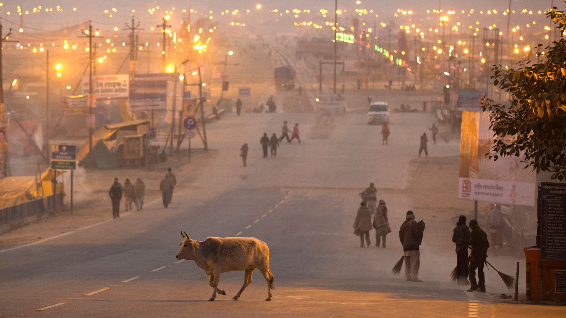 Hellige Kyr Kan Gi Trobbel For Milliardindustri
